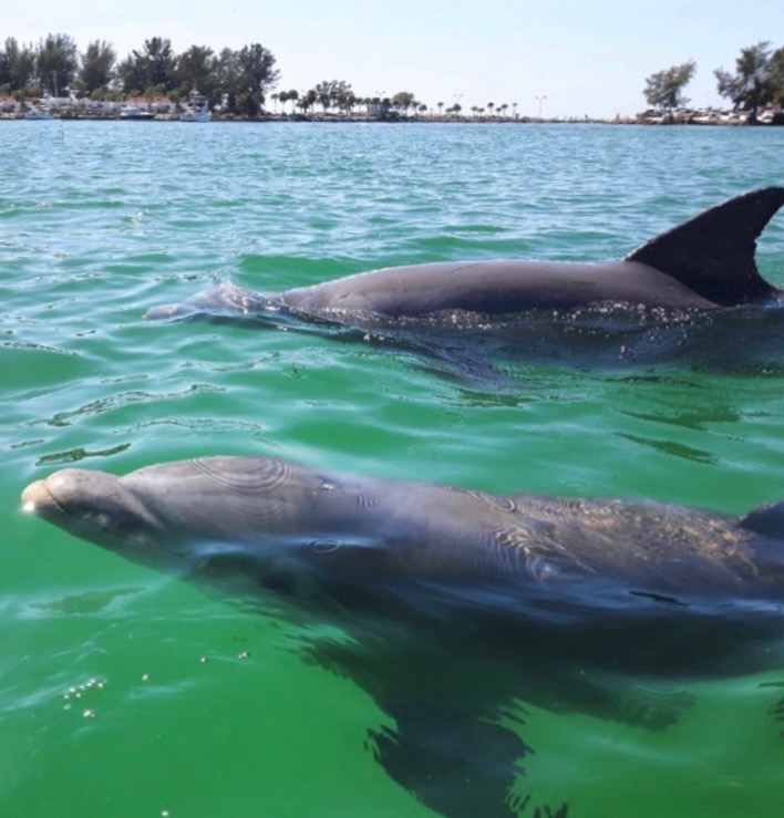 Kayak Rentals | Dolphin Sightings